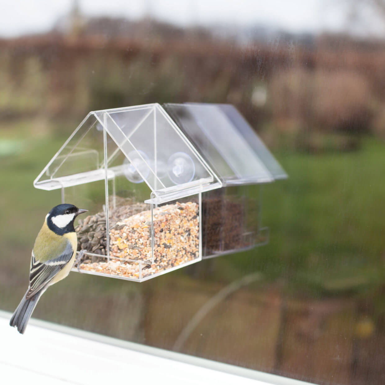 Koolmees in voederhuis raamsilo, aan het raam, twee soorten vogelvoer